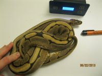 Breeder male Spider.jpg
