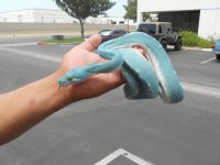 BlueGTPs004.jpg