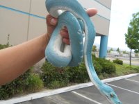 BlueGTPs010.jpg