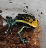 A. pepperi juvi 2.jpg