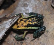 A. pepperi juvi.jpg