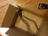 lesser in box.jpg