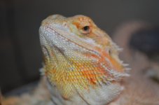 DSC_0005.jpg