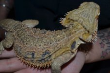 DSC_0029.jpg