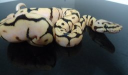 ybbee#2 (400x234).jpg