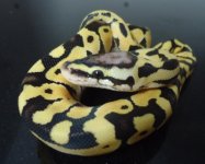 desertpastel2 (400x321).jpg