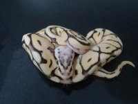 mojavebee (400x300).jpg