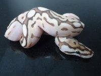 queen#2 (400x300).jpg