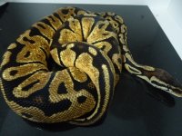 pastel (400x300).jpg