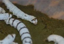 silkworms2.jpg