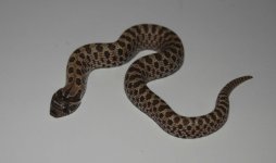 het ax.posshetsnow female (1).jpg