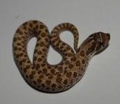htaxposshetsnowmales (1).jpg