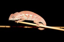 kirkIris_male_052513_2.jpg