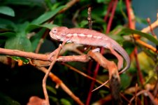 kirkIris_male_052513_7.jpg