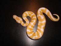 albino.jpg