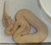 Ivory.jpg