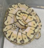 Killerbee male 13-1.jpg