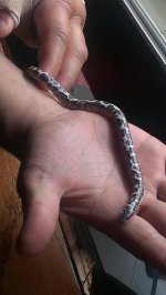 IMAG0221.jpg