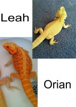 OrianLeahOrianCoralhypotransleatherleahhypocitrusorangehettransleather.jpg