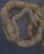 Snowglow 7.jpg
