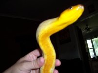 woma male close up 2.jpg