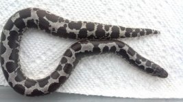 .1 Anery Sand Boa 300613.jpg