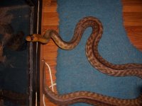 woma female body shot 2.JPG