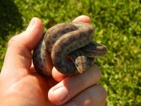 1. Columbian Rainbow Boa 300613.jpg