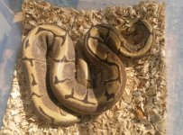 Spider Het Pied.jpg
