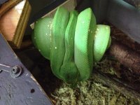 female for sale 2013 044.jpg