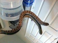 2013 Male H.E. Conda Pos. Het. Albino.jpg