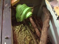 female for sale 2013 042.jpg