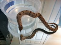 2013 Male H.E. Conda P.H. Albino (1).jpg