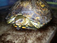 Ornate Wood Turtle.jpg