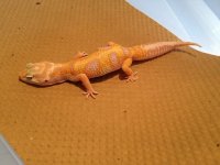 Adult Male APTOR Leopard Gecko.jpg