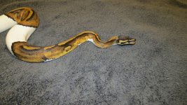 IMG_0342.jpg