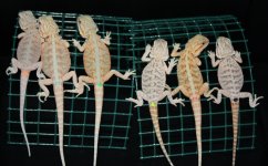 Lillys Babies 015.jpg