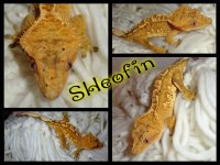 sheofin banner.jpg