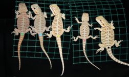 Lillys Babies 028.jpg