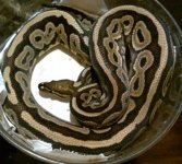 red axanthic.jpg