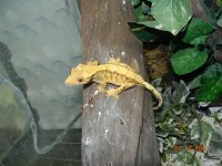 geckos for sale 014.jpg