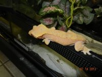 geckos for sale 013.jpg