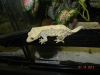 geckos for sale 012.jpg