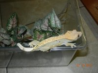 geckos for sale 009.jpg