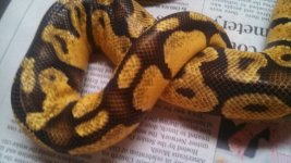 IMG_20130520_190027_695.jpg