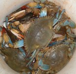 bushel_of_crabs.jpg