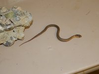 Eastern Golden baby CB May 2013.jpg