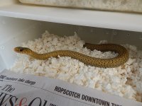 Eastern Golden adult ltc fem May 2013.jpg