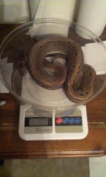 IMAG0261.jpg