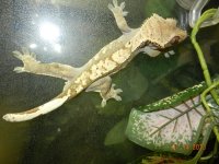 geckos for sale 011.jpg